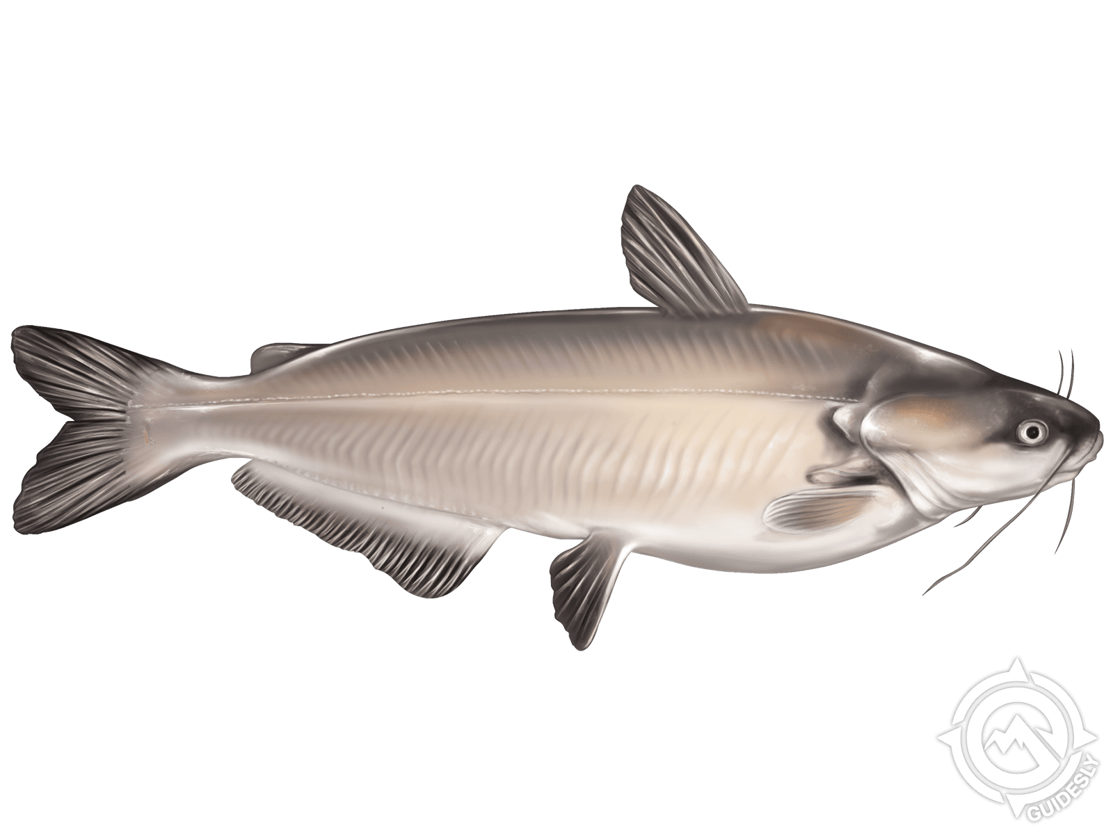 Blue Catfish